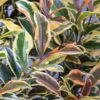 Romeo Variegated Cleyera Japonica - 2 Gallon Pot -Plant Shop Cleyera Romeo 2