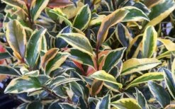 Romeo Variegated Cleyera Japonica - 2 Gallon Pot -Plant Shop Cleyera Romeo 3