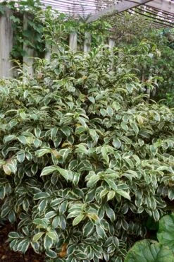 Romeo Variegated Cleyera Japonica - 2 Gallon Pot -Plant Shop Cleyera Romeo 5