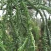 Rasen Sugi Cryptomeria Japanese Cedar - 1 Gallon Pot -Plant Shop Cryptomeria Rasen Sugi 2