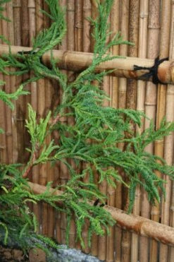 Rasen Sugi Cryptomeria Japanese Cedar - 1 Gallon Pot -Plant Shop Cryptomeria Rasen Sugi 4