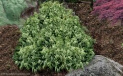 Marie's White Dwarf Hinoki Cypress - Chamaecyparis Obtusa 'Mariesii - 1 Gallon Pot -Plant Shop Cypress Hinoki Mariessii 11