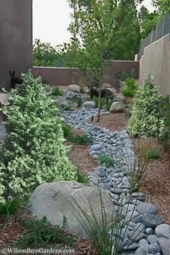 Marie's White Dwarf Hinoki Cypress - Chamaecyparis Obtusa 'Mariesii - 1 Gallon Pot -Plant Shop Cypress Hinoki Mariessii 12