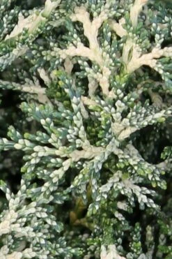 Marie's White Dwarf Hinoki Cypress - Chamaecyparis Obtusa 'Mariesii - 1 Gallon Pot -Plant Shop Cypress Hinoki Mariessii 5