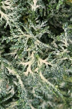 Marie's White Dwarf Hinoki Cypress - Chamaecyparis Obtusa 'Mariesii - 5 Gallon Pot -Plant Shop Cypress Hinoki Mariessii 7 1