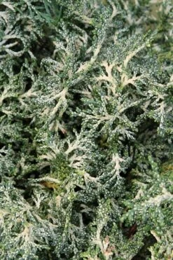 Marie's White Dwarf Hinoki Cypress - Chamaecyparis Obtusa 'Mariesii - 5 Gallon Pot -Plant Shop Cypress Hinoki Mariessii 8 1