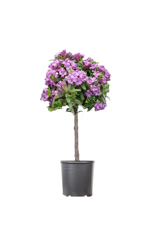 Lawrence Crocker Dwarf Daphne Tree (Standard Topiary) - 1 Gallon Pot 2 Lawrence Crocker Dwarf Daphne Tree (Standard Topiary) - 1 Gallon Pot