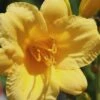 Stella De Oro Daylily - 1 Gallon Pot -Plant Shop Daylily Stella De Oro 25