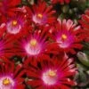 Saucy Strawberry Red Ice Plant (Delosperma) - 10 Pack Of Quart Pots 2 Saucy Strawberry Red Ice Plant (Delosperma) - 10 Pack Of Quart Pots -Plant Shop Delosperma Hot Cakes Saucy Strawberry 1