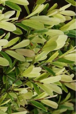 Spring Frost Distylium - 3 Gallon Pot -Plant Shop Distylium Spring Frost 5