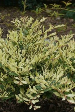 Spring Frost Distylium - 3 Gallon Pot