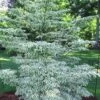 Summer Fun Variegated Dogwood - Cornus Kousa - 5 Gallon Pot (3-4') -Plant Shop Dogwood Summer Fun 3