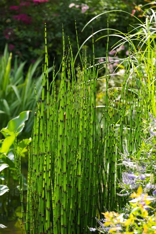 Horsetail Reed Grass - Equisetum Hyemale - 6 Pack Of 1 Gallon Pots 3 Horsetail Reed Grass - Equisetum Hyemale - 6 Pack Of 1 Gallon Pots