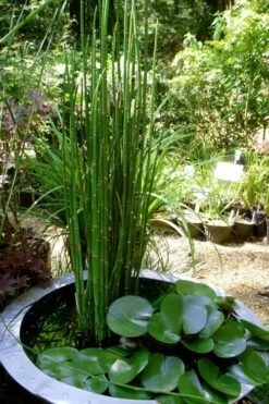 Horsetail Reed Grass - Equisetum Hyemale - 6 Pack Of 1 Gallon Pots 15 Horsetail Reed Grass - Equisetum Hyemale - 6 Pack Of 1 Gallon Pots -Plant Shop Equisetum Hymale 14