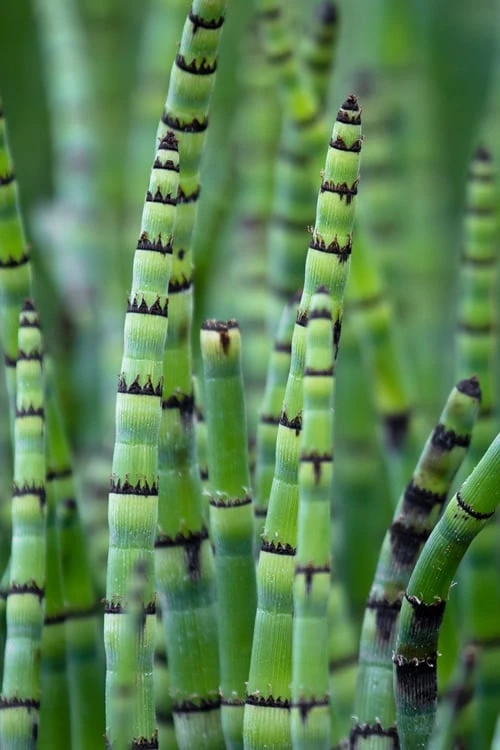 Horsetail Reed Grass - Equisetum Hyemale - 6 Pack Of 1 Gallon Pots 6 Horsetail Reed Grass - Equisetum Hyemale - 6 Pack Of 1 Gallon Pots - Image 4