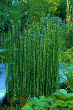 Horsetail Reed Grass - Equisetum Hyemale - 6 Pack Of 1 Gallon Pots 16 Horsetail Reed Grass - Equisetum Hyemale - 6 Pack Of 1 Gallon Pots -Plant Shop Equisetum Hymale 16
