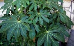 Fatsia Japonica - Japanese Aralia - Glossy Paper Plant - 3 Gallon Pot -Plant Shop Fatsia Japanese Aralia 1 4
