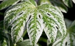 Spider's Web Fatsia - Japanese Aralia Paper Plant - 3 Gallon Pot -Plant Shop Fatsia Spider Web close Up 1