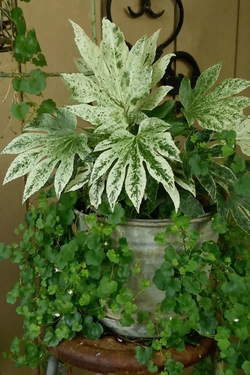 Spider's Web Fatsia - Japanese Aralia Paper Plant - 1 Gallon Pot 8 Spider's Web Fatsia - Japanese Aralia Paper Plant - 1 Gallon Pot - Image 6