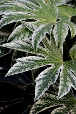 Spider's Web Fatsia - Japanese Aralia Paper Plant - 2 Gallon Pot -Plant Shop Fatsia Spiders Web 24