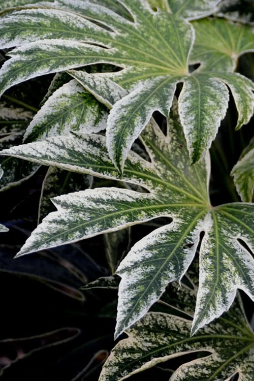 Spider's Web Fatsia - Japanese Aralia Paper Plant - 1 Gallon Pot 7 Spider's Web Fatsia - Japanese Aralia Paper Plant - 1 Gallon Pot - Image 5