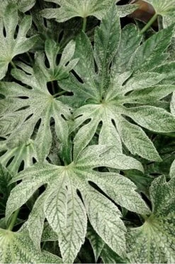 Spider's Web Fatsia - Japanese Aralia Paper Plant - 3 Gallon Pot -Plant Shop Fatsia Spiders Web 33 1