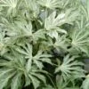 Spider's Web Fatsia - Japanese Aralia Paper Plant - 3 Gallon Pot -Plant Shop Fatsia Spiders Web 500x750 2