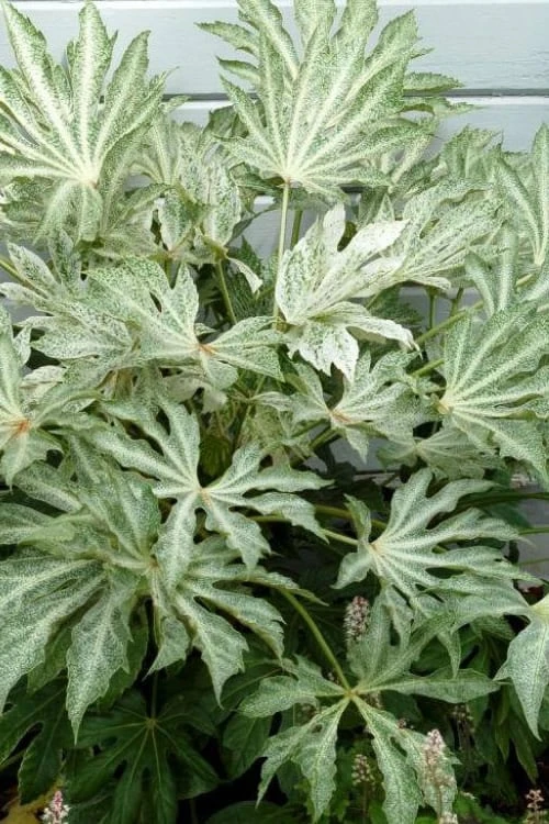 Spider's Web Fatsia - Japanese Aralia Paper Plant - 1 Gallon Pot 3 Spider's Web Fatsia - Japanese Aralia Paper Plant - 1 Gallon Pot