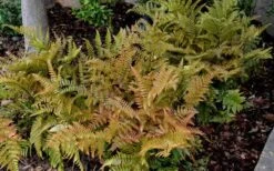 Autumn Fern (Dryopteris Erythrosora) - 3 Gallon -Plant Shop Fern Autumn 2 1