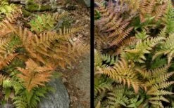 Autumn Fern (Dryopteris Erythrosora) - 3 Gallon -Plant Shop Fern Autumn 4 1