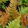 Autumn Fern (Dryopteris Erythrosora) - 3 Gallon 2 Autumn Fern (Dryopteris Erythrosora) - 3 Gallon -Plant Shop Fern Autumn 500x750 2