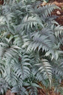 Japanese Painted Fern - 5 Pack Of Quart Pots -Plant Shop Fern Japanese Painted 500x750 1
