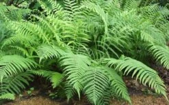 Southern Wood Fern (Thelypteris Kunthii) 2.5 Quart Pot -Plant Shop Fern Southern Wood Kunthii 3