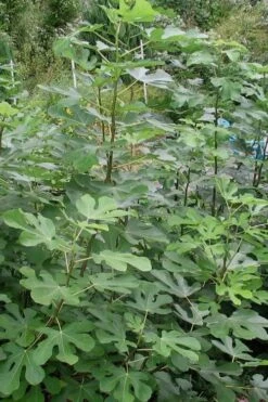 Black Mission Fig Tree - 1 Gallon Pot -Plant Shop Fig Black Mission 5