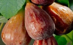 Brown Turkey Fig Tree - 6 Pack Of 1 Gallon Pots 15 Brown Turkey Fig Tree - 6 Pack Of 1 Gallon Pots -Plant Shop Fig Brown Turkey 20