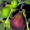 Brown Turkey Fig Tree - 3 Gallon Pot -Plant Shop Fig Brown Turkey BS 3