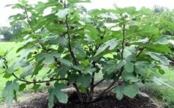 Chicago Cold Hardy Fig Tree - 2 Gallon Pot -Plant Shop Fig Chicago Cold Hardy 1