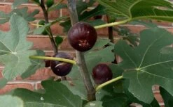 Chicago Cold Hardy Fig Tree - 2 Gallon Pot -Plant Shop Fig Chicago Cold Hardy