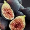 Chicago Cold Hardy Fig Tree - 2 Gallon Pot -Plant Shop Fig Chicago Cold Hardy Rev 2 500x750 1