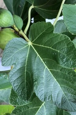 Italian Honey Fig Tree (Ficus Carica 'Lattarula') - 1 Gallon Pot -Plant Shop Fig Ischia 3