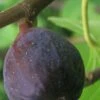 LSU Purple Fig Tree - 3 Gallon Pot 2 LSU Purple Fig Tree - 3 Gallon Pot -Plant Shop Fig LSU Purple 500x750 1