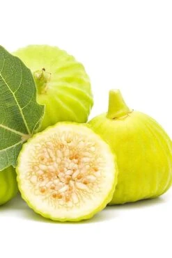 Italian Honey Fig Tree (Ficus Carica 'Lattarula') - 1 Gallon Pot -Plant Shop Fig Lemon Italian Honey 2