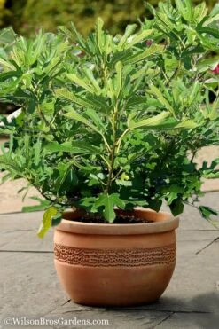 Little Ruby Dwarf Fig Tree - 3 Gallon Pot -Plant Shop Fig Little Miss Figgy 1