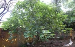 Texas Everbearing Fig Tree - 1 Gallon Pot -Plant Shop Fig Texas Everbearing 12 1