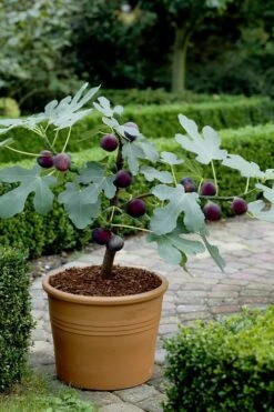 Texas Everbearing Fig Tree - 1 Gallon Pot -Plant Shop Fig Texas Everbearing 13 1
