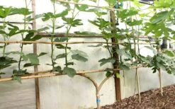 Texas Everbearing Fig Tree - 1 Gallon Pot -Plant Shop Fig Texas Everbearing 6 1