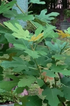 Texas Everbearing Fig Tree - 1 Gallon Pot -Plant Shop Fig Texas Everbearing 7 1