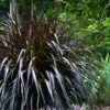 Princess Caroline Purple Fountain Grass (Pennisetum) - 6 Pack Of 1 Gallon Pots -Plant Shop Fountain Grass Princess Caroline 500x750 1