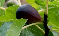 Black Mission Fig Tree - 1 Gallon Pot -Plant Shop Grape Black Mission 50