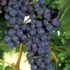 Concord Grape Vine - 1 Gallon Pot